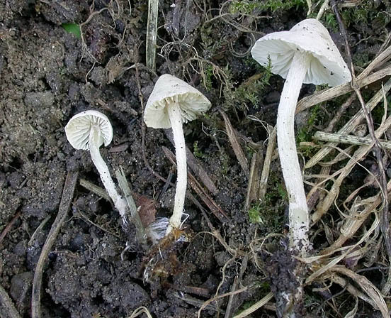 : Mäuseschwanzrübling-Pseudobaeospora paulochroma