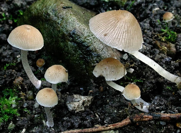 Zwergmürbling-Psathyrella pygmaea