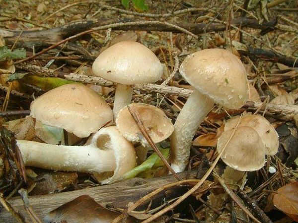 Tonblasser Schüppling-Pholiota lenta