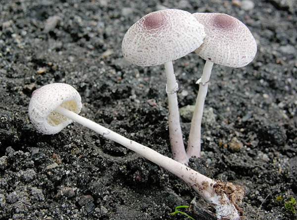 Lilaschuppiger Faltenschirmling-Leucocoprinus ianthinus