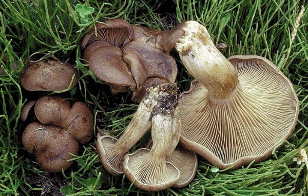 Alpiner Rötelritterling-Lepista multiformis