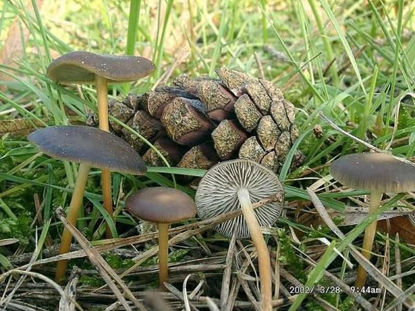 Bitterer Kiefernzapfenrübling-Strobilurus tenacellus