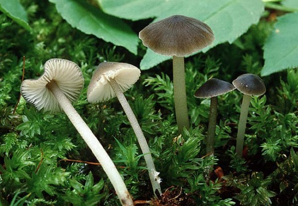 Flockenstieliger Wasserfuss-Hydropus floccipes