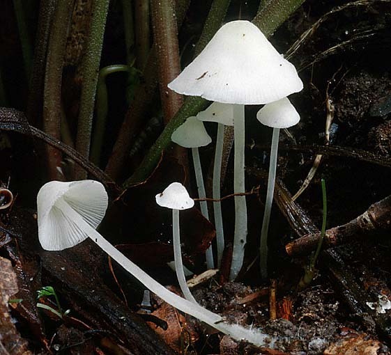 Gipsweisser Scheinhelmling-Hemimycena cucullata