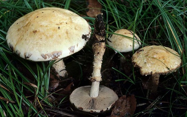 Wurzelnder Marzipanfälbling-Hebeloma radicosum