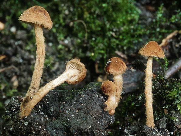 : Flockenschüppling-Flammulaster granulosus