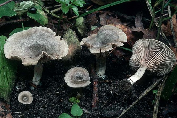 Dunkelblättriger Nabelrötling-Entoloma undatum