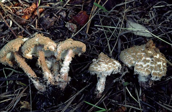 Bräunender Mehlschirmling-Cystolepiota pulverulenta