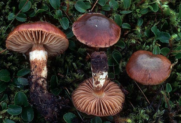 Gebirgsschleimfuss-Cortinarius favrei