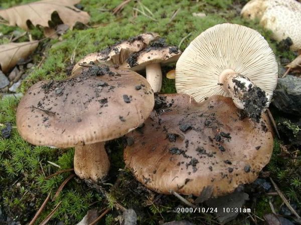 Weissbrauner Ritterling-Tricholoma striatum
