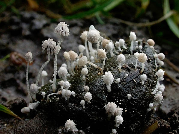 Struppiger Misttintling-Coprinopsis stercorea