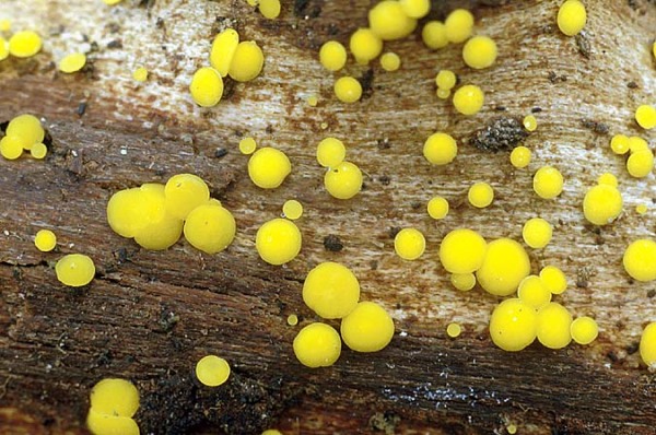 Zitronengelbes Holzbecherchen-Bisporella citrina