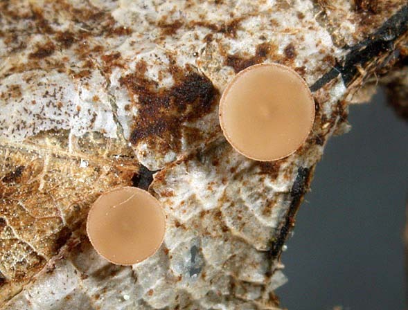 Erlenblatt-Stromabecherchen-Ciboria conformata