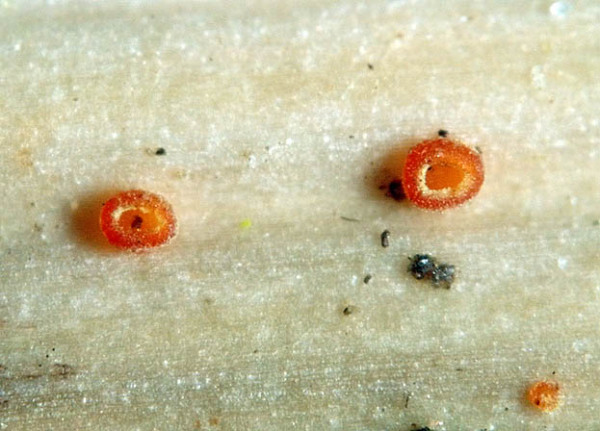 :-Cistella aconiti