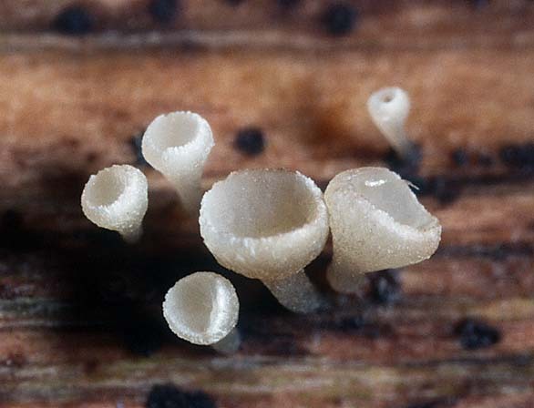 Pokalförmiger Stengelbecherling-Crocicreas cyathoideum var. cyathoideum