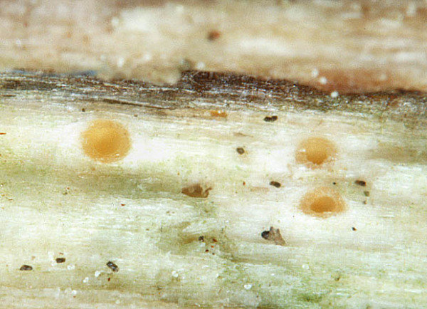 Blasses Höhlenbecherchen-Cryptodiscus pallidus