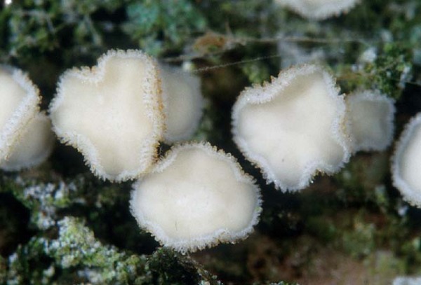 Schneeweisses Haarbecherchen-Dasyscyphella nivea