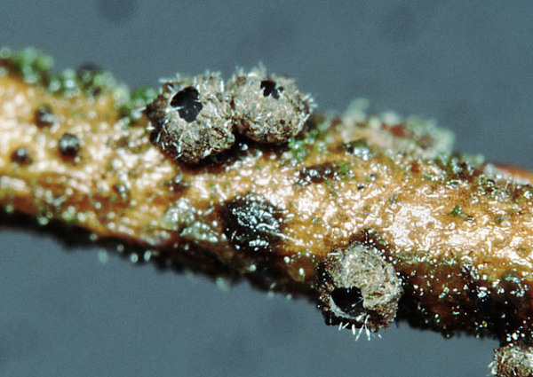:-Godronia cassandrae f. cassandrae