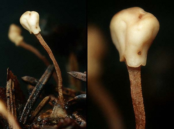 Nadelhaubenpilz-Heyderia abietis