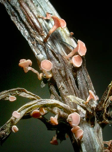 : Stengelbecherchen-Roseodiscus rhodoleucus