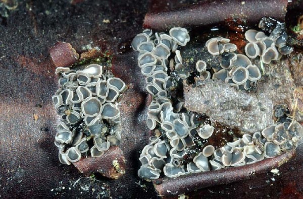 : Weichbecherchen-Mollisia caespiticia