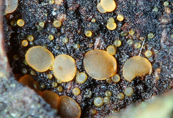 Scharlachrotes Knopfbecherchen-Orbilia coccinella
