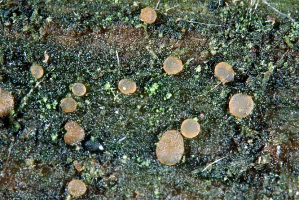 :-Orbilia vinosa