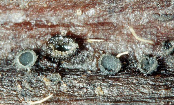 :-Pirottaea veneta