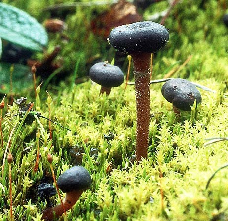 Kugeliger Gallertkopf-Sarcoleotia globosa