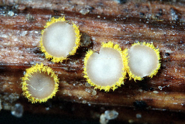 Schwefelgelbes Haarbechechen-Trichopeziza sulphurea