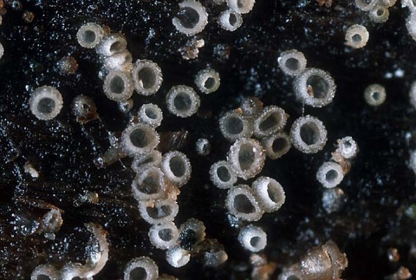 :-Olla millepunctata