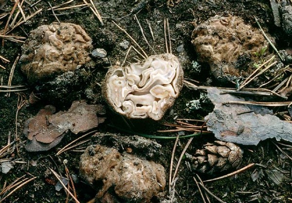 : Sandborstling-Geopora cooperi var. cooperi