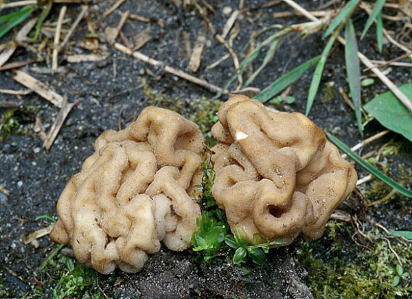 : Becherlorchel-Helvella astieri