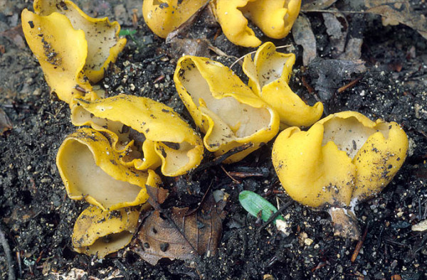 Zitronengelber Öhrling-Flavoscypha cantharella