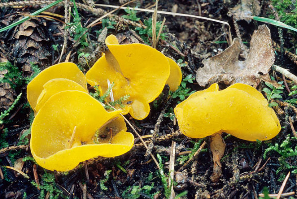 Orangegelber Wurzelbecherling-Sowerbyella imperialis