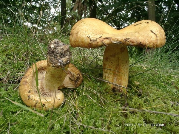 Zottiger Violettmilchling-Lactarius repraesentaneus