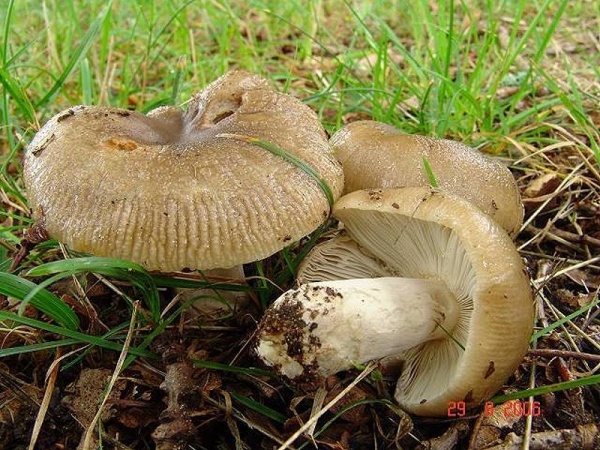 Brauner Camembert-Täubling-Russula amoenolens