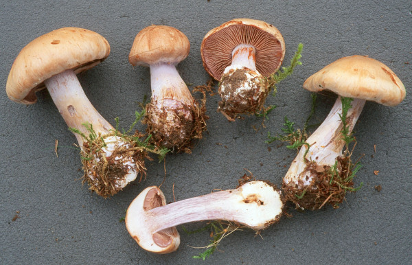 Lilasilbriger Schleimkopf-Cortinarius argenteolilacinus