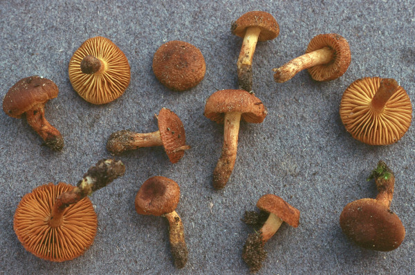 :-Cortinarius aureifolius