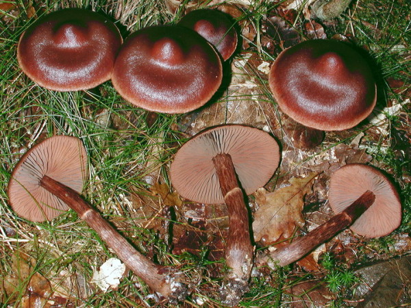 Dunkelbrauner Gürtelfuss-Cortinarius brunneus var. brunneus