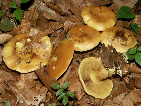 Grünlings Klumpfuss-Cortinarius citrinus