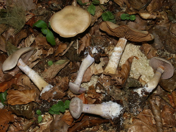 Entfärbender Dickfuss-Cortinarius decoloratus