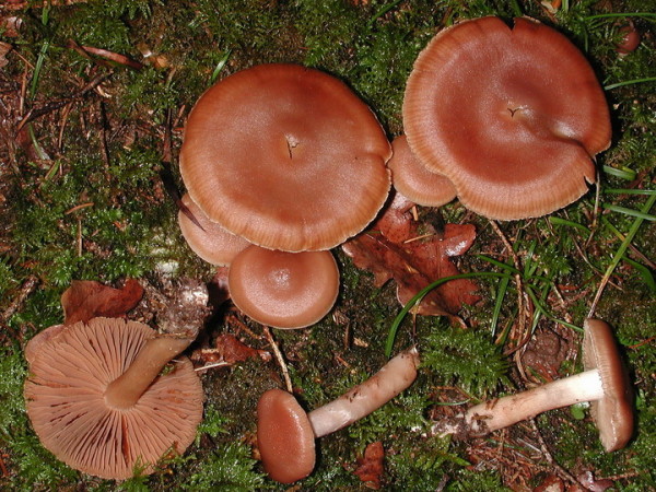 Spindeliger Wasserkopf-Cortinarius duracinus