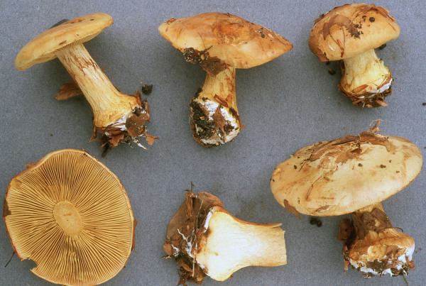 Grosser Olivblättriger Klumpfuss-Cortinarius scaurus var. herpeticus
