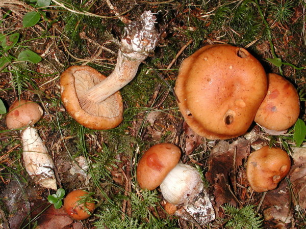 Blasser Schleimkopf-Cortinarius vespertinus