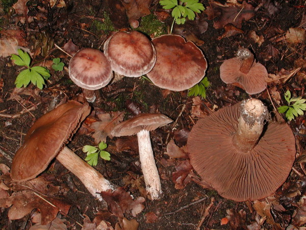 Haingürtelfuss-Cortinarius lucorum