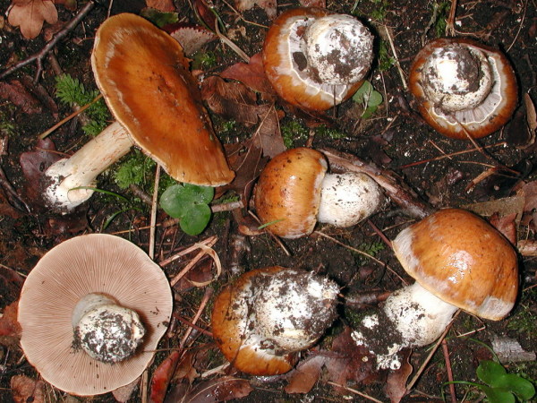 Vielgestaltiger Schleimkopf-Cortinarius polymorphus