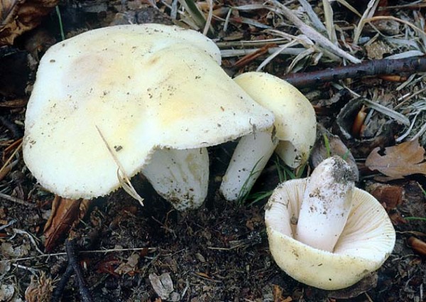 Violettstieliger Pfirsichtäubling-Russula violeipes