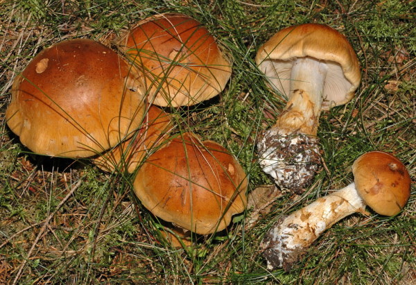 Geschmückter Schleimkopf-Cortinarius saginus