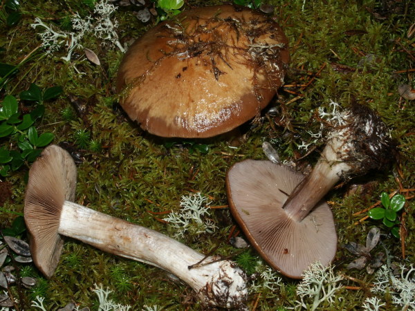 Olivblättriger Klumpfuss-Cortinarius scaurus var. scaurus